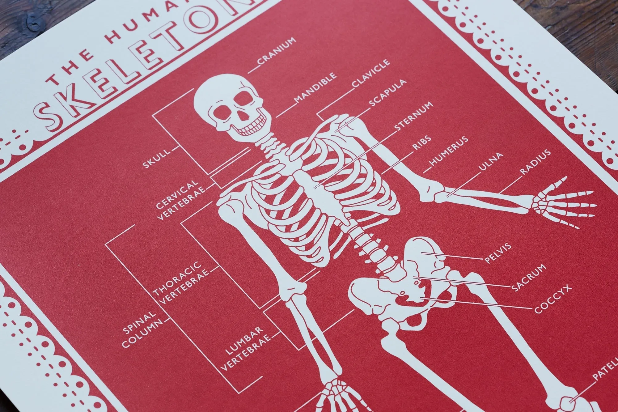 THE HUMAN SKELETON PRINT