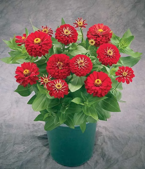 Zinnia Preciosa Red Flower Seeds