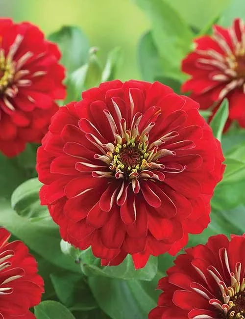 Zinnia Preciosa Red Flower Seeds