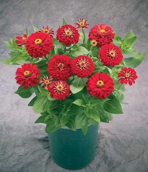 Zinnia Preciosa Red Flower Seeds